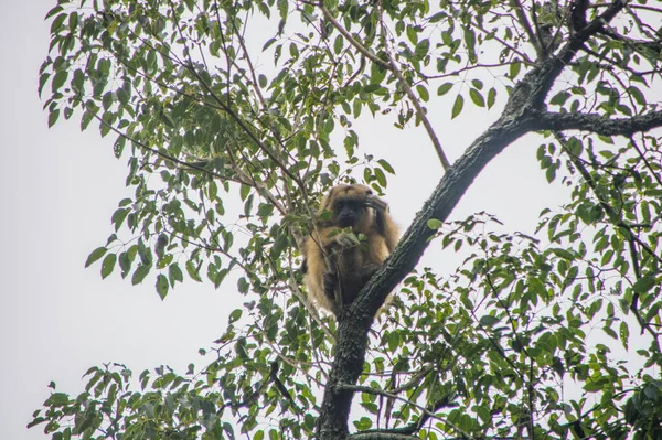 Macaco Olhar Para Câmara — Fotografia de Stock