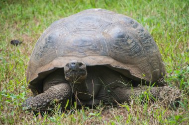 Kaplumbağa kameraya bakıyor.