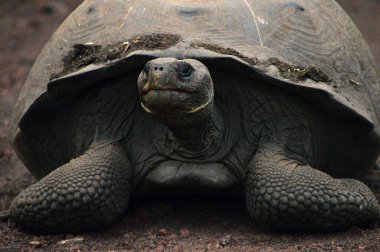 Galapagos 'ta yaşlı ve büyük bir kaplumbağa