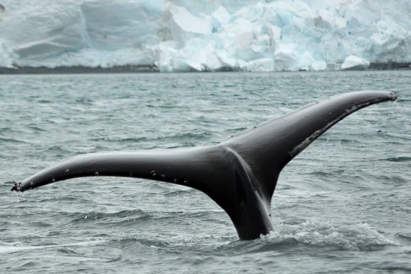 Beautiful Whale Tail Antarctic Waters — Stock Photo, Image