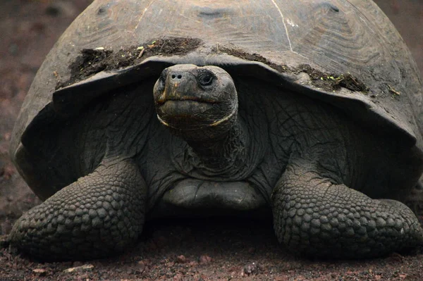 Galapagos Yaşlı Büyük Bir Kaplumbağa — Stok fotoğraf