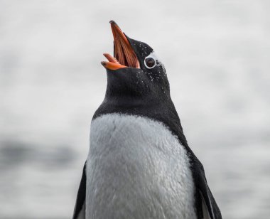 Penguen ağzını açıyor ve dilini çıkarıyor.