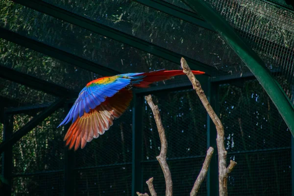 Papagaio Colorido Voando Zoológico — Fotografia de Stock