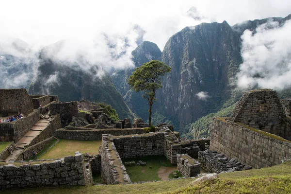 Árvore Meio Das Ruínas Machu Pichu — Fotografia de Stock