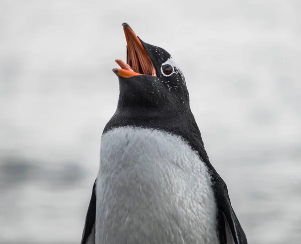 Pingvinen Öppnar Munnen Och Sticker Tungan Stockbild