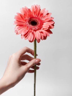 Gerbera beyaz bir arkaplanda.