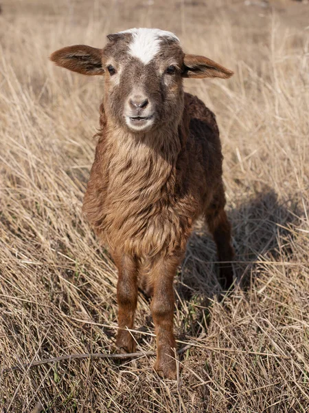 Little Goat Walks Field — Stock Photo, Image