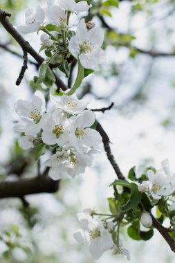 Elma ağacı çiçekleri dalda