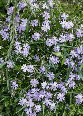 Küçük leylak çiçeklerinin dokusu