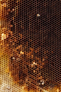 Ballı sarı bal peteği