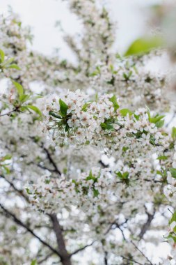 İlkbaharda çiçek açan bir elma ağacının dalı