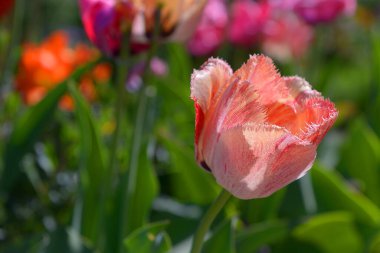 Kağıt gibi görünen turuncu ve beyaz lale