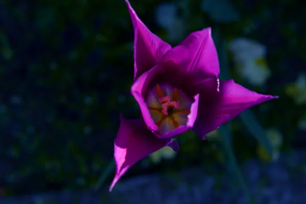Rosa Tulpe Von Oben Aus Nächster Nähe Sehr Farbig — Stockfoto