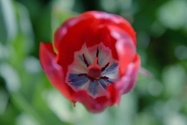 Fechar Interior Uma Tulipa Vermelha Sobre Fundo Verde — Fotografia de Stock