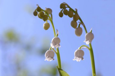 İlkbahar ve 1 Mayıs 'ta mavi arka planda vadideki zambak dalları