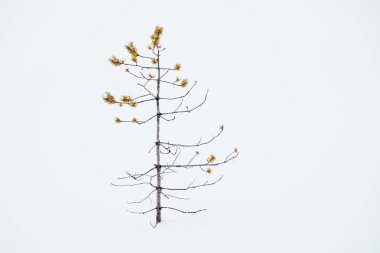 Küçük çirkin çam yalnız karda