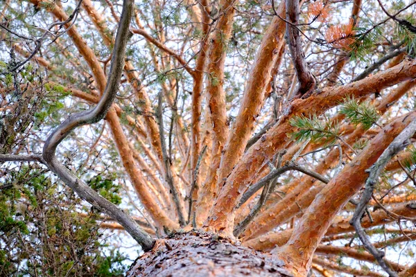 Alto velho tronco de pinho — Fotografia de Stock