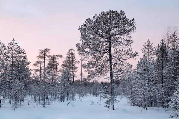 Ugly snow covered pine