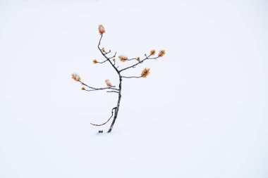 Küçük çirkin çam yalnız karda