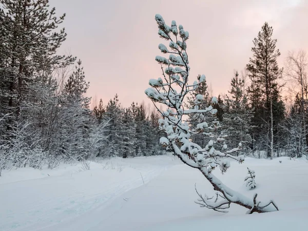 Joven pino feo en invierno — Foto de Stock