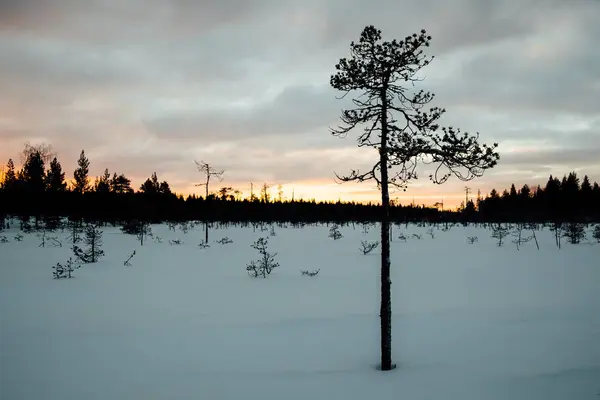 Joven pino feo en invierno — Foto de Stock