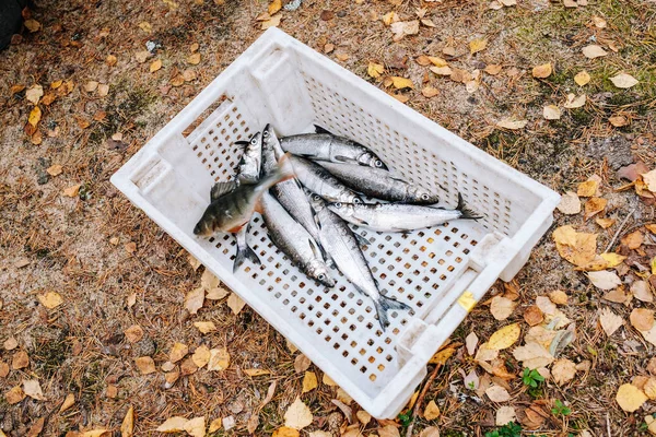 Tas de poissons de rivière (perche, brochet, corégone ) — Photo