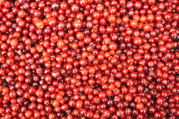 熟した赤いクランベリー背景トップ ビュー — ストック写真