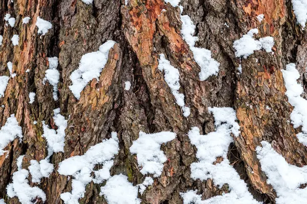 Alte braune Kiefernrinde mit etwas Schnee — Stockfoto