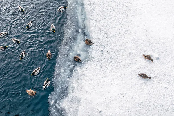 Ducks swimming on winter pond — Stock Photo, Image