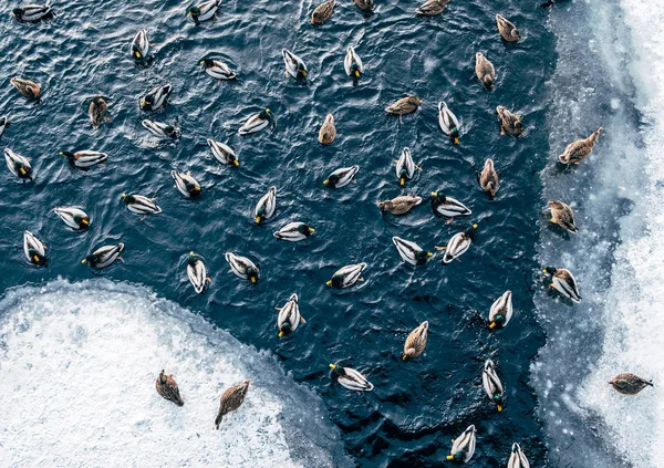 Ducks swimming on winter pond — Stock Photo, Image