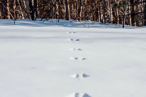 Traces of hare on snow cover. Forest on snowy horizon — Stock Image Traces of hare on snow cover. Forest on snowy horizon Stock Picture