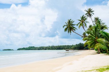 Güzel sahil. Palmiyeli güzel bir tropik sahil manzarası. Tatil ve tatil kavramı