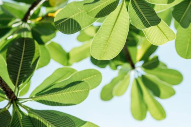 Mavi gökyüzüne karşı yeşil yapraklar