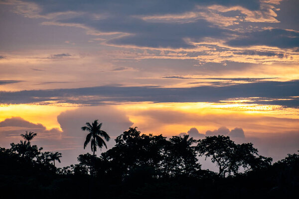 Silhouette of forest with palm trees