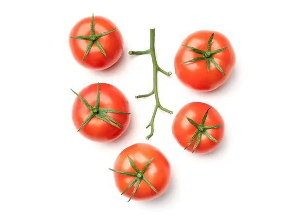 Rama de tomate aislada sobre fondo blanco — Foto de Stock