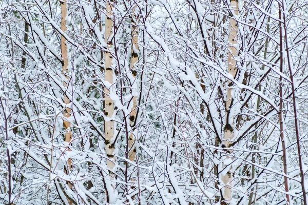 Zimní krásná krajina se stromy pokryté hoarfrost — Stock fotografie