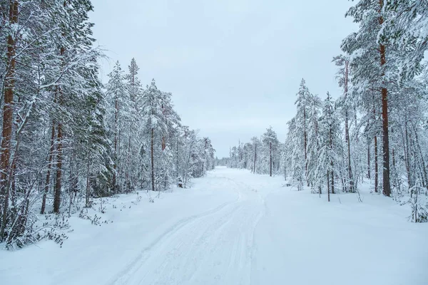 Paisaje invernal. Camino de invierno por un bosque cubierto de nieve — Foto de Stock