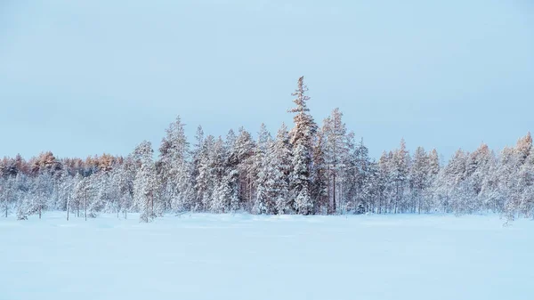 Invierno hermoso paisaje con árboles cubiertos de heladas — Foto de Stock