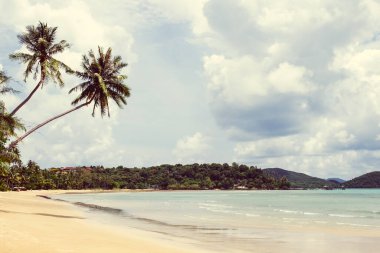 Tropikal avuçların manzarası. Tatil ve tatil kavramı