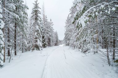 Kış manzarası. Karla kaplı bir ormanda kış yolu