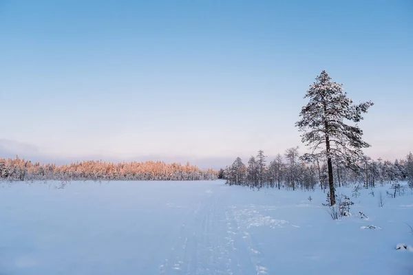 Paisaje invernal. Camino de invierno por un bosque cubierto de nieve — Foto de Stock