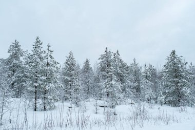 Kış güzel manzarası ağaçlarla kaplıydı. Karlı bir geçmişi olan yeni yıl ve Noel konsepti