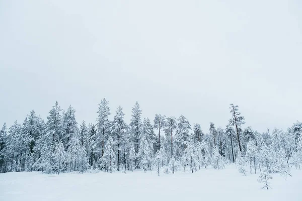 Invierno Hermoso Paisaje Con Árboles Cubiertos Heladas Año Nuevo Concepto — Foto de Stock