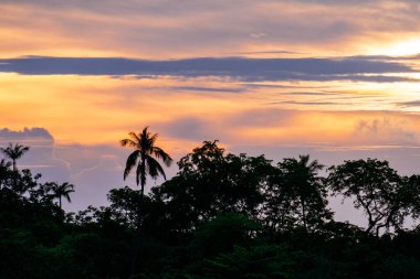 Gün batımında sahilde palmiye ağaçları olan bir orman silueti.