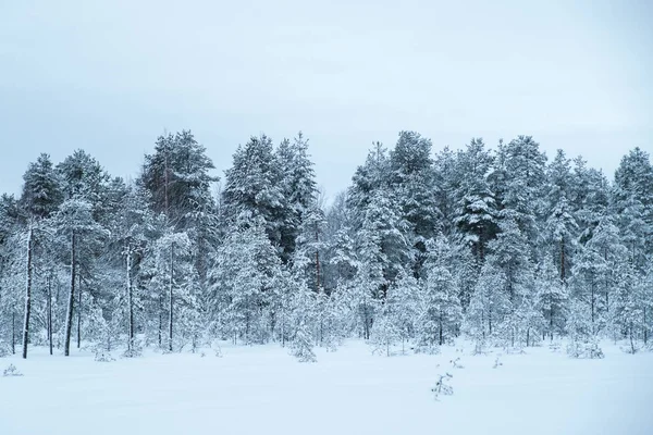 Invierno Hermoso Paisaje Con Árboles Cubiertos Heladas Año Nuevo Concepto — Foto de Stock
