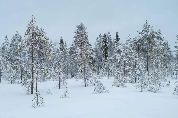 Inverno Bellissimo Paesaggio Con Alberi Coperti Hoarfrost Nuovo Anno Concetto — Foto Stock