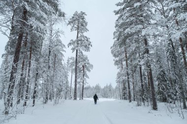 Kış manzarası. Karla kaplı bir ormanda kış yolu. Kış ormanı yolu sahnesi