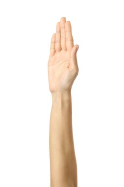 Kaldırılmış el oylaması ya da ulaşma. Beyaz arka planda izole edilmiş Fransız manikürlü kadın eli. Dizinin bir parçası