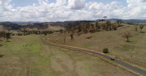 Schwarze Rinder Auf Abgelegener Farm Den Blue Mountains Von Australien — Stockvideo