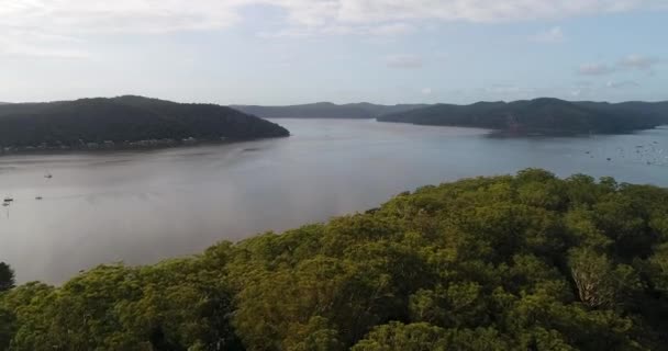 澳大利亚Hawkesbury河中心地带Dangar岛上树胶树冠茂密 — 图库视频影像